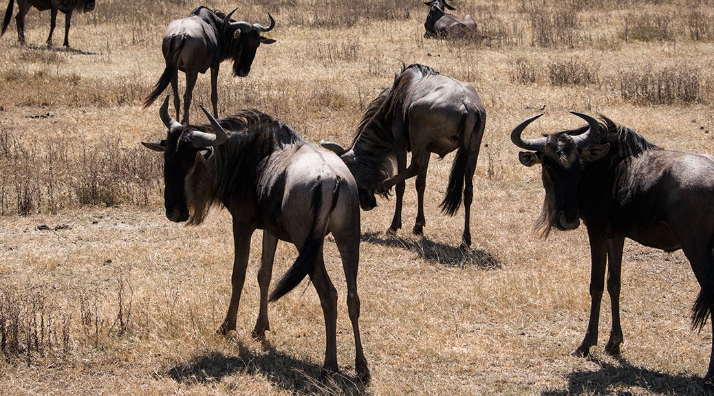 Wildebeests-Migration